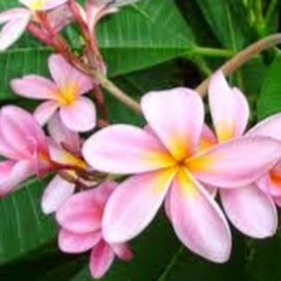 Meet your Posher, Heath - Picture 1 of 1